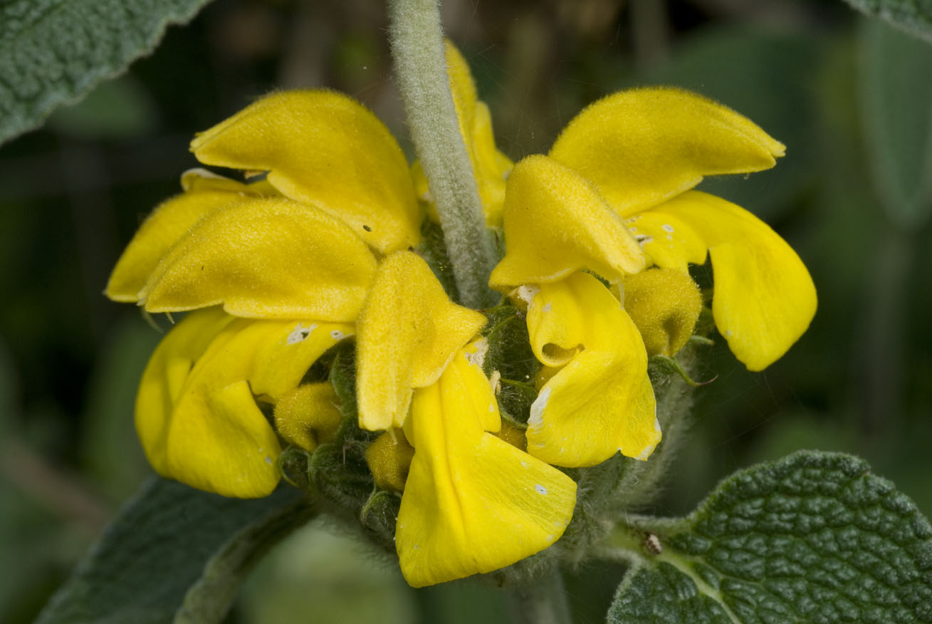 Phlomis fruticosa / Salvione giallo